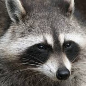 Dirtyraccoon