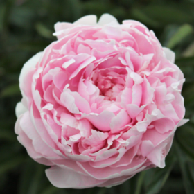 SherriMarieValentine