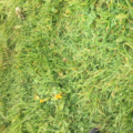 plantsandstuff