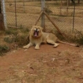 ThatSouthAfrican