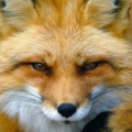 VanFox