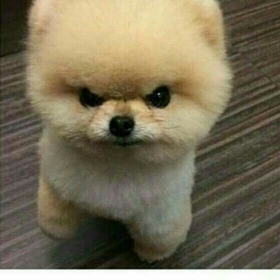 sammyh98
