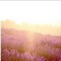 Euphemia