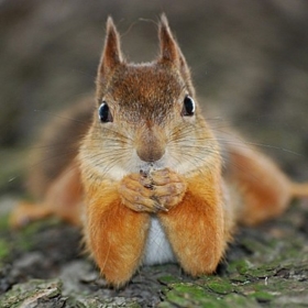 NaughtySquirrrel