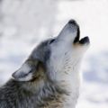Hunter_Wolf