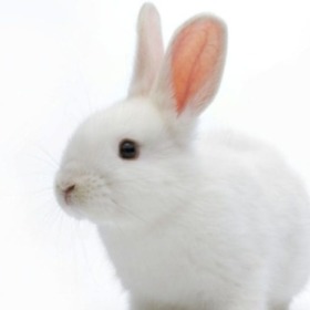 BunnyHare