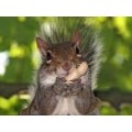 swirlsquirrel
