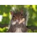 swirlsquirrel