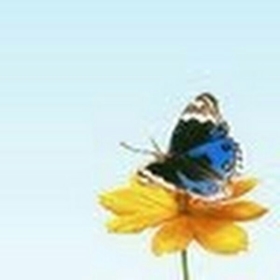naveenpb4u