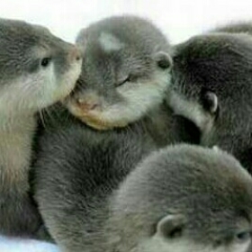 otterlife