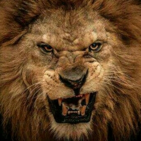 king277s