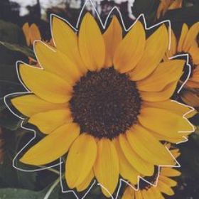 sunfIower