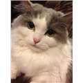 grumpyminniemouse