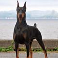 Mariaoc1