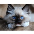 KittyKate44