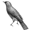 Apifany
