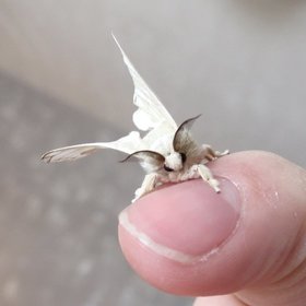 Moth2Flame