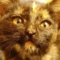 meowmeowkittykitty