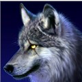 WolfInSnow