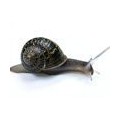 Melcul