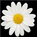 LovelyDaisies