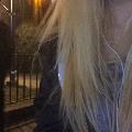 xlily