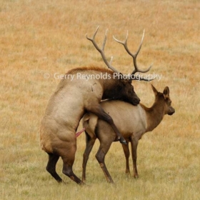 2elks