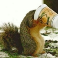 yosecretsquirrel