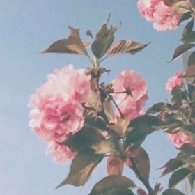 springdays