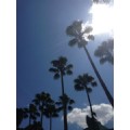 scottiegirl6