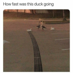 alaskafrog
