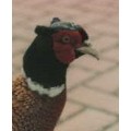 littleredbird