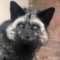 CheshireFox