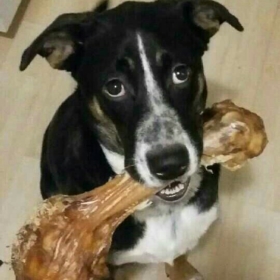 Toothy-Pooch