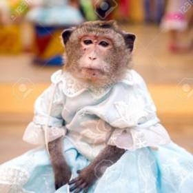 MonkeyInADress