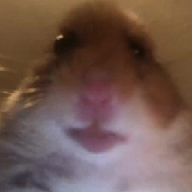 GmrWalrus