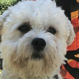 PeteyTaco