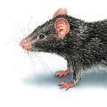 The_Rat