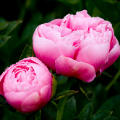 peonygirl