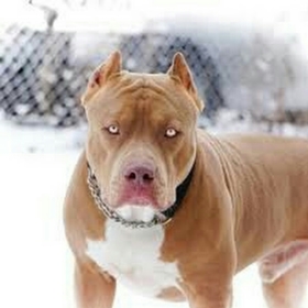 DogsAlwaysRule