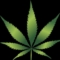 DandeLion2020