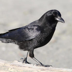 Korvustheraven