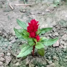 sumansuman