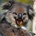 CarnalKoala