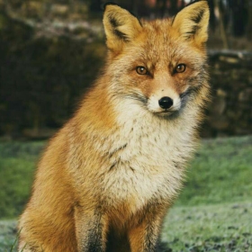 FoxmanSenior