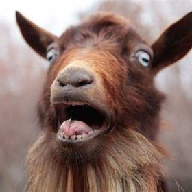 goatbanger69