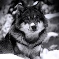 wolfspirit32