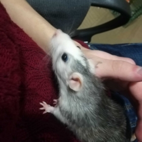 justhello