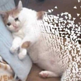Catgoesbyebye