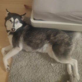 ikataur